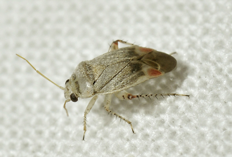 Miridae: Sthenarus rotermundi